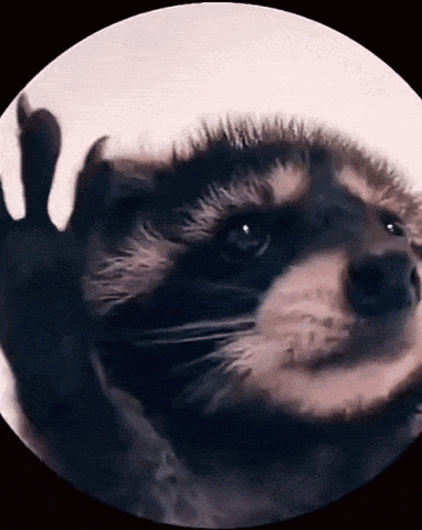 Raccoon-Rave